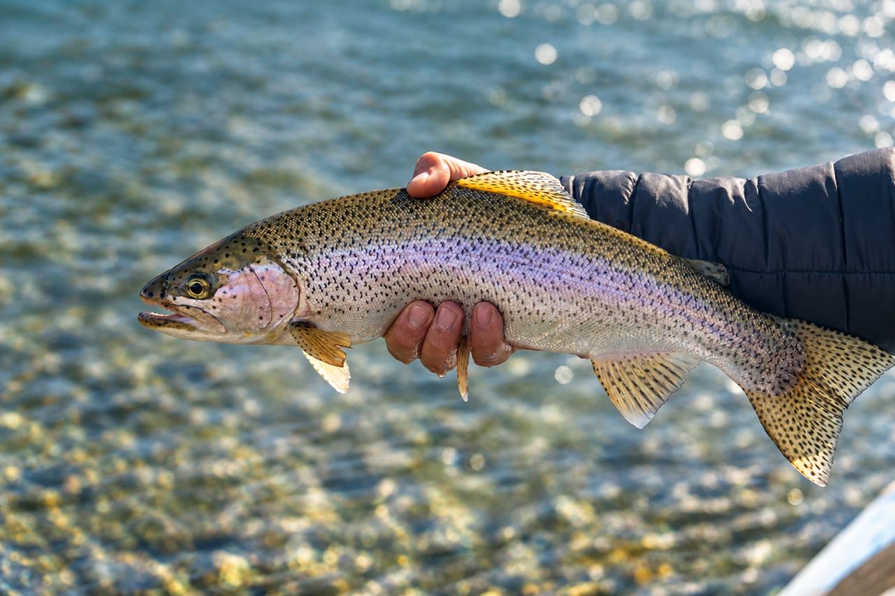 Rainbow trout held over sparkling water